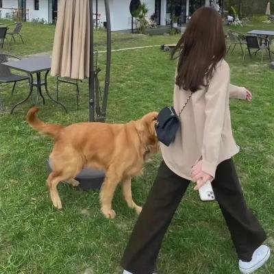 八十龟酱观察日记第三季